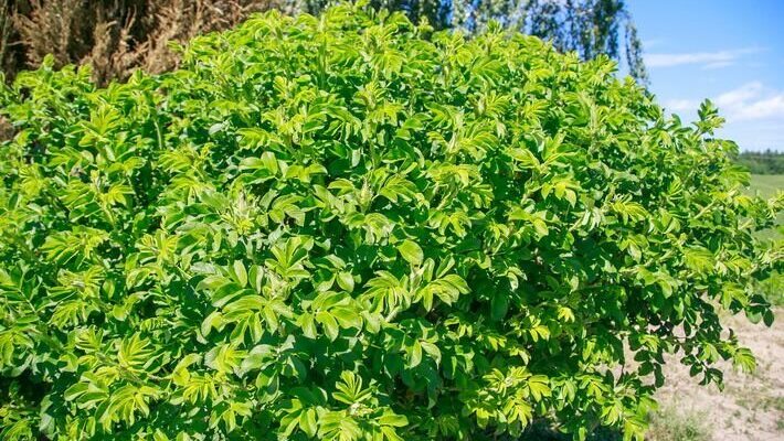 Какие растения посадить для создания живой изгороди: 3 варианта кроме туи