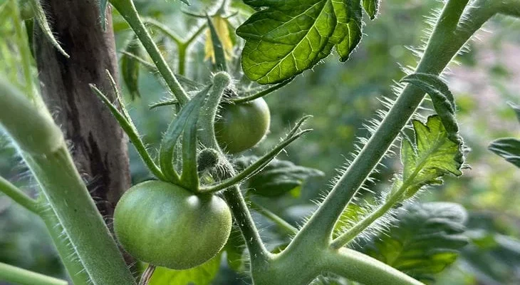 Водянистые и безвкусные: какие ошибки были допущены, если помидоры выросли именно такими