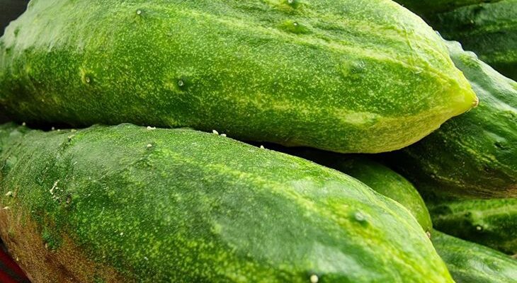 Как получить гигантские огурцы? Добавьте в лунку это средство из аптеки