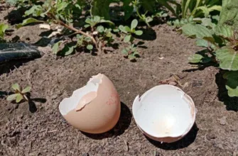 На какие грядки нельзя класть яичную скорлупу: вреда больше, чем пользы