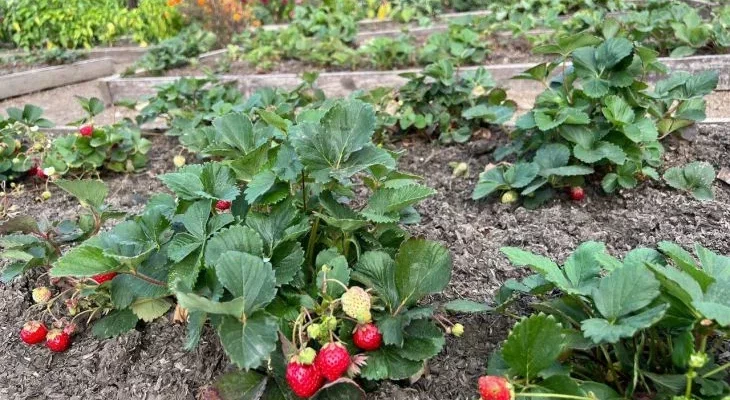 Какую подкормку любит клубника: узнайте ее вкусы и получите увесистое вознаграждение в виде ягод