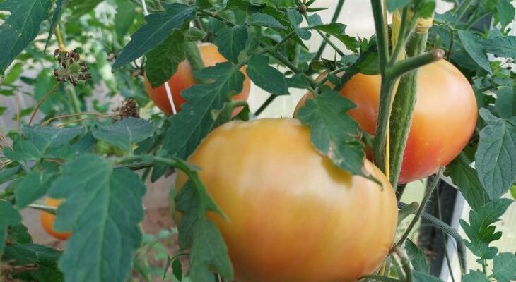 Что добавить в воду при поливе томатов, чтобы плоды стали мясистыми и не трескались
