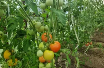 Что положить в лунку с помидорами, чтобы собрать ведро с куста