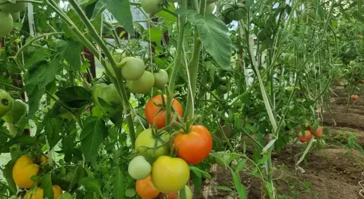 Что положить в лунку с помидорами, чтобы собрать ведро с куста