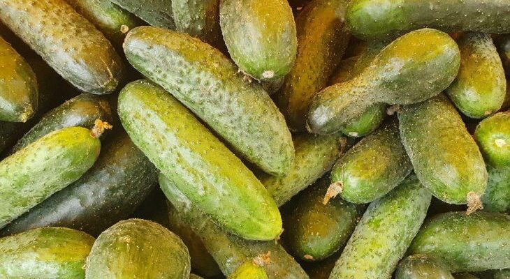 Этот огурец до конца лета будет без остановки заваливать вас вкуснейшими плодами