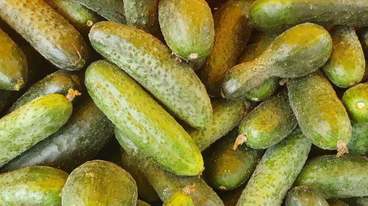 Этот огурец будет радовать вас вкусными плодами все лето