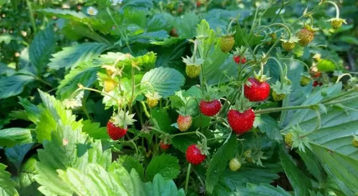 Как вырастить гигантскую клубнику раньше всех: метод, который скрывают фермеры