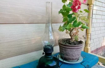 Когда можно выносить комнатные растения на балкон или на улицу: смотрите на градусник
