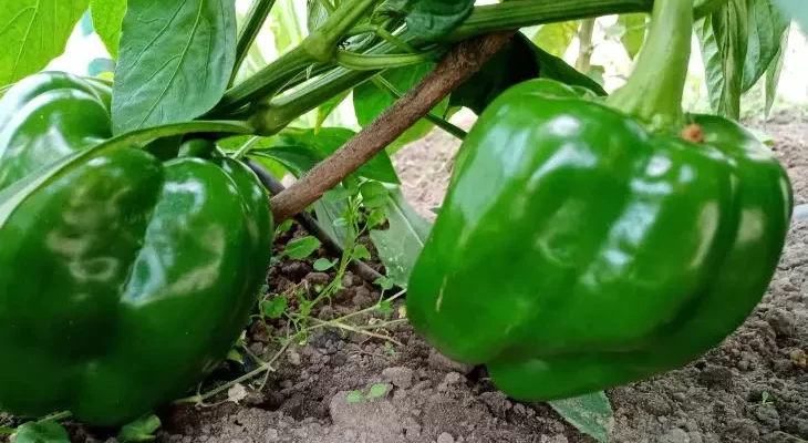 Секретное удобрение из крапивы, от которого перцы растут как на дрожжах