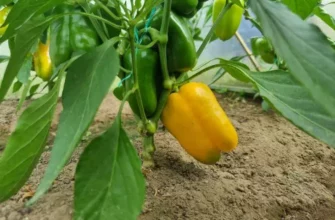 Урожай перца увеличится втрое: чем подкормить рассаду для мясистых плодов