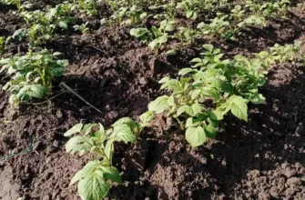 Увеличьте урожай картофеля в два раза: это можно сделать даже на скромном по размерам участке