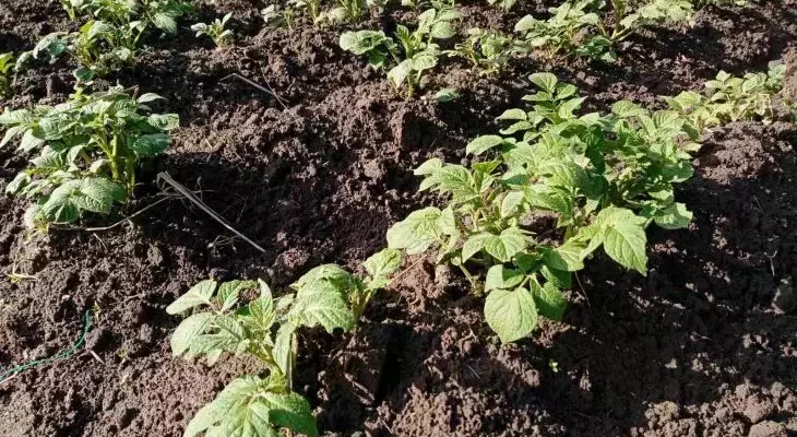 Увеличьте урожай картофеля в два раза: это можно сделать даже на скромном по размерам участке