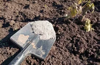 Весенний сад требует внимания: 10 шагов, которые нельзя пропустить в мае