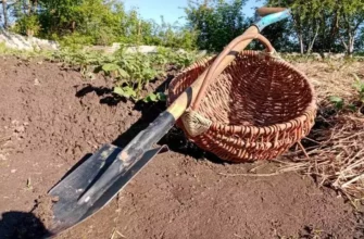 Вы закапываете это в лунки? Ошибка, из- которой урожай гниёт прямо на корню