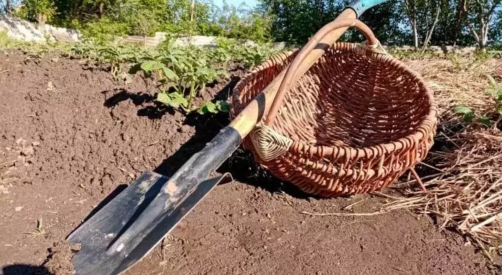 Вы закапываете это в лунки? Ошибка, из- которой урожай гниёт прямо на корню