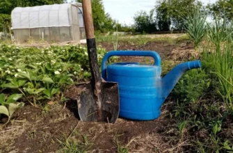 Какой водой нужно поливать огурцы: вот что в лейке у успешных огородников