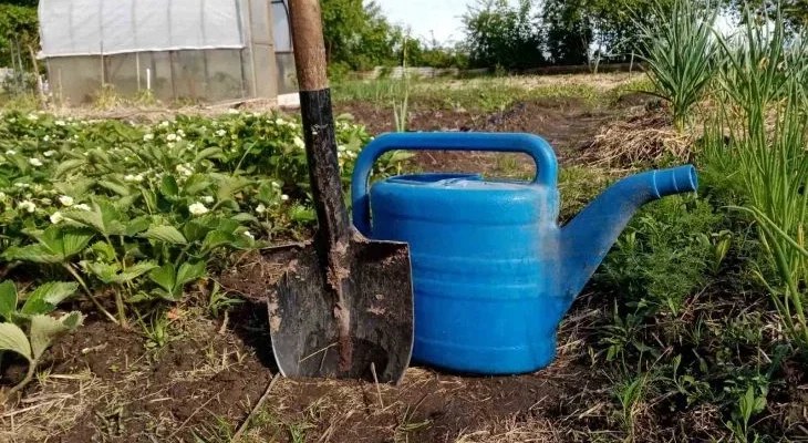 Какой водой нужно поливать огурцы: вот что в лейке у успешных огородников