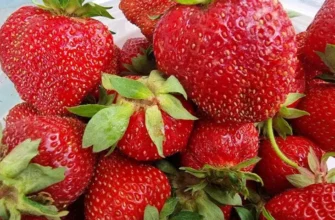 Клубника на балконе: сорта, которые дадут урожай даже зимой