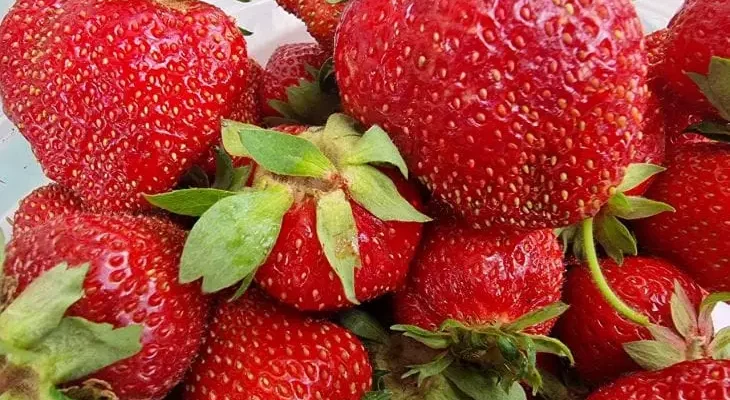 Клубника на балконе: сорта, которые дадут урожай даже зимой