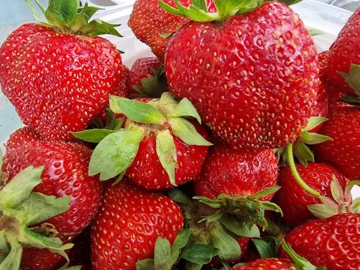 Клубника на балконе: сорта, которые можно собирать даже зимой