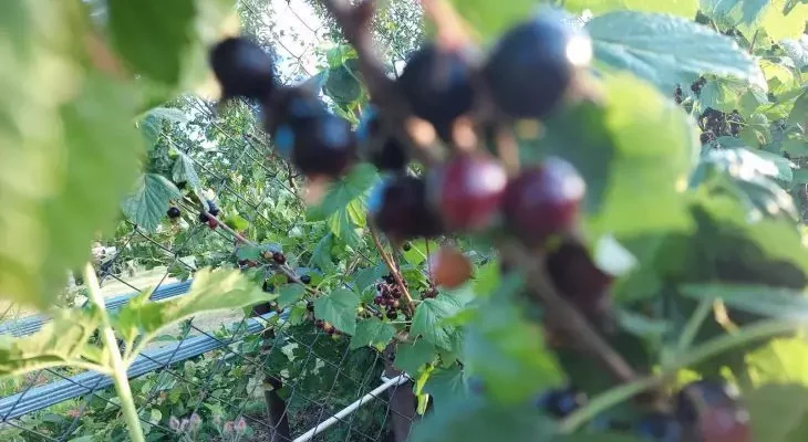 Не надо сыпать золу: избавляемся от тли на смородине – ягода будет с черешню