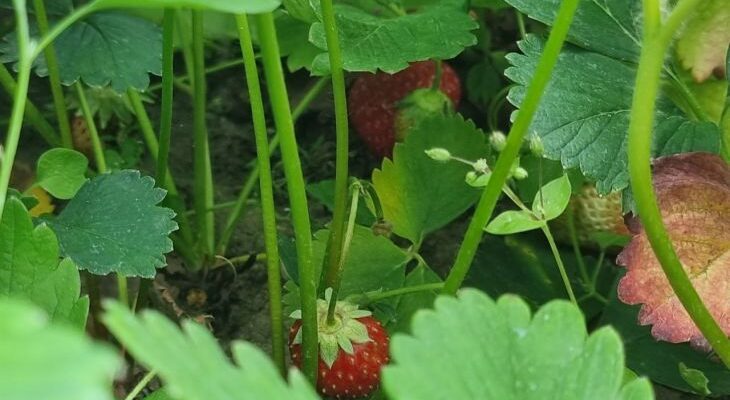 Не выбрасывайте банановую кожуру: она спасет вашу клубнику от мелких ягод