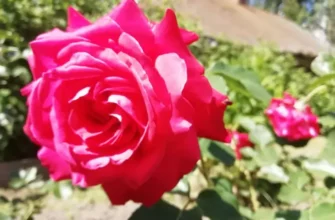 Почему ваши розы не пахнут: ошибка при подкормке в начале лета