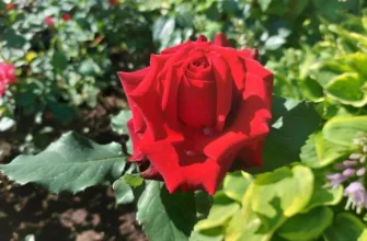 Секрет обильного цветения роз: используйте обычный продукт с вашей кухни