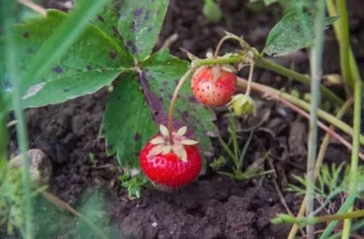 Бабушкин секрет раскрыт: почему рядом с клубникой обязательно должен расти чеснок