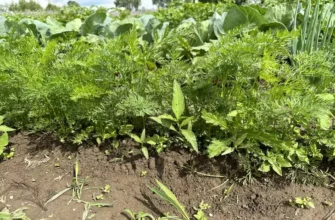 Чем полить морковь в начале июля, чтобы она выросла ровной, сладкой и без волос? Летний рецепт