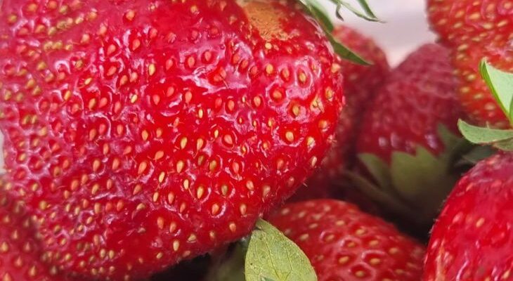 Что срочно сделать с клубникой в июне: один шаг для гигантских ягод