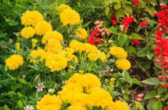 Еще не поздно: 6 цветов, которые можно посадить в конце июня – успеют зацвести 