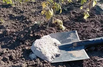 Не удобрение, а яд: какие популярные культуры категорически запрещено подкармливать золой