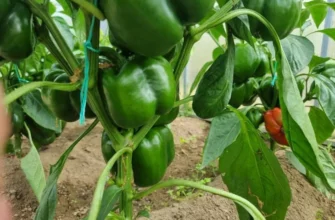 Почему перцы дают такой скудный урожай? Роковой просчет в формировке куста
