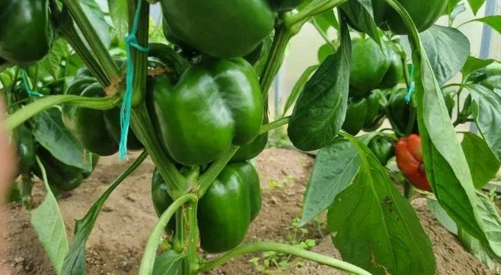 Почему перцы дают такой скудный урожай? Роковой просчет в формировке куста