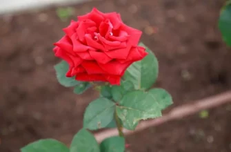 Посадите эти цветы рядом с розами, и болезни отступят: вы удивитесь