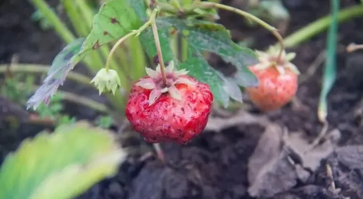 Серебряные дорожки и дыры в листьях? Секретное оружие против слизней: дешево и без химии