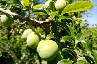 Слива сбрасывает завязи не из-за ветра: как спасти урожай от осыпания