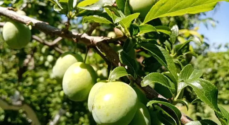 Слива сбрасывает завязи не из-за ветра: как спасти урожай от осыпания