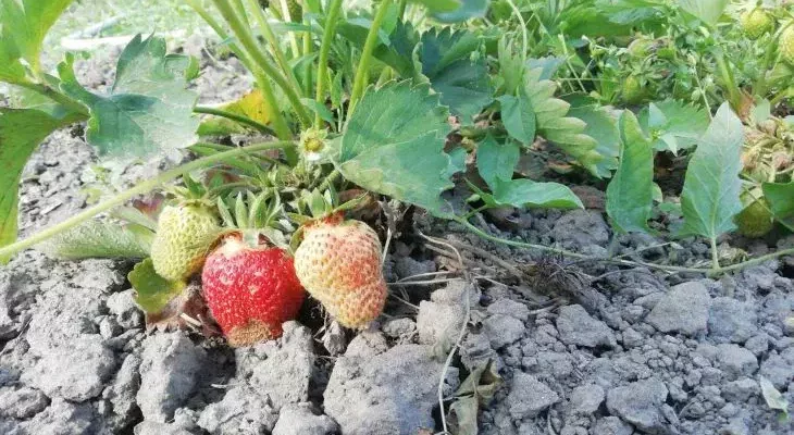 Усы – воры урожая: как обрезать их правильно, чтобы клубника была гигантской